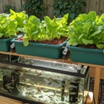 How to Set Up an Aquaponics System for a Sustainable Garden