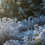 27 Stunning Snow-Resistant Plants That Thrive in Freezing Temps