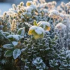 How to Protect Plants From Snow Damage Without Special Tools