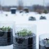 How to Start Winter Seeds Outdoors for Strong Early Growth