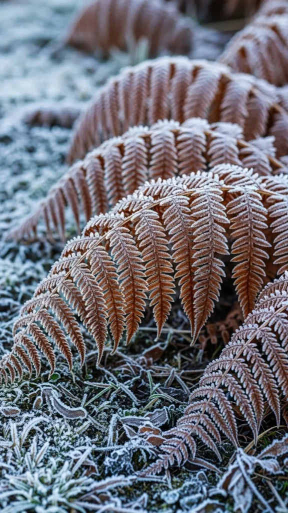  Bracken Fern (Cold-Region Strains)