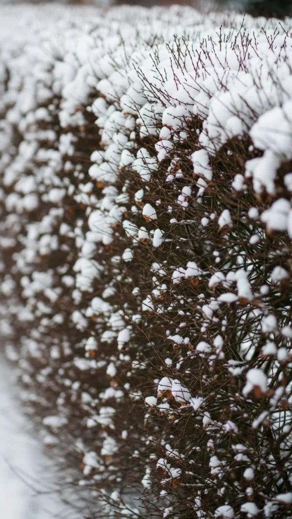Spirea (Dense Forms)