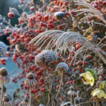 21 Winter Wildlife Plants That Support Birds & Bees