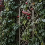 22 Frost-Proof Vines That Grow Even in December