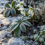 23 Must-Grow Frost-Proof Perennials That Return Stronger Each Year
