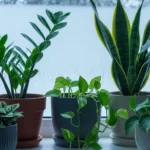 24 Cold-Hardy Houseplants That Survive Drafty Rooms