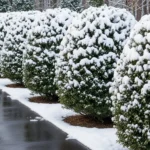 25 Dense Snow-Tolerant Hedges That Make Your Yard Look Expensive