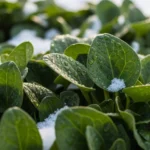 25 Lush Snow-Friendly Groundcovers That Stay Green All Winter