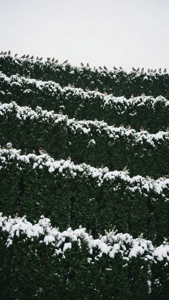 Layered Evergreen Screens