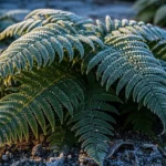 26 Gorgeous Winter-Friendly Ferns That Add Soft Texture