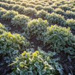 26 Winter Green Manure Plants That Supercharge Soil Health