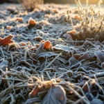 27 Clever Winter Mulch Ideas That Protect Roots Perfectly