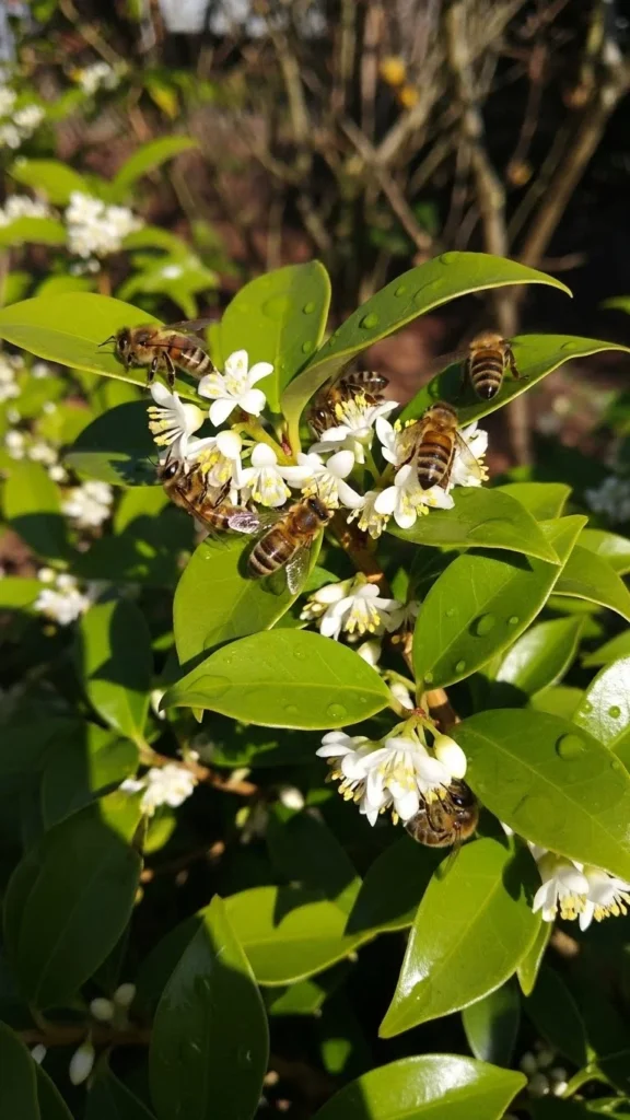 Sweet Box (Sarcococca)