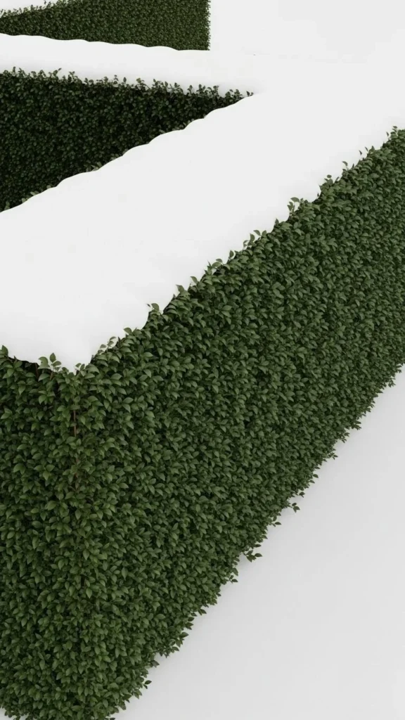 Privet (Northern Hardy Varieties)