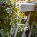 How to Choose Winter-Friendly Vines That Keep Growing in the Cold