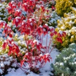 How to Create a Winter Garden Color Palette That Pops