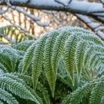 How to Grow Cold-Hardy Ferns That Stay Lush in Winter