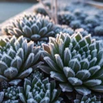 How to Grow Hardy Outdoor Succulents That Survive Ice & Snow