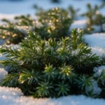How to Grow Snow-Resistant Groundcovers for All-Winter Greenery