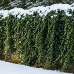 How to Grow Winter-Friendly Ivy That Stays Green in Snow