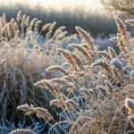 How to Grow Winter Ornamental Grasses for Texture & Movement