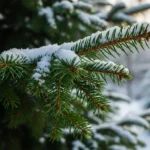 How to Keep Evergreens Vibrant All Winter Long