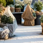 How to Protect Potted Plants in Winter Using Easy Steps