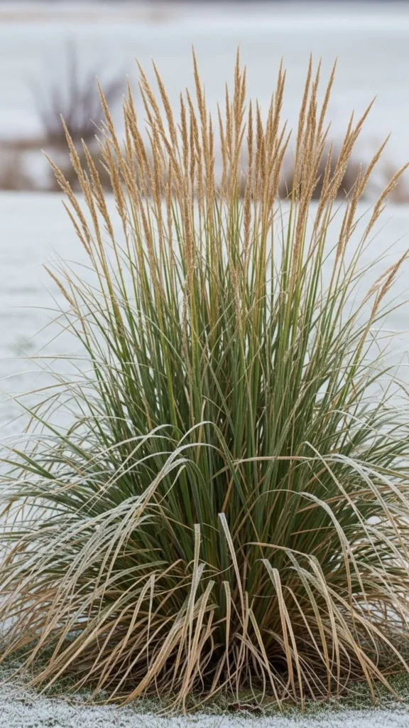 Carex (Evergreen Sedge)
