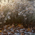 How to Create a Winter Butterfly Habitat That Attracts Pollinators