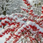 How to Grow Hardy Fruit Bushes That Produce in Winter