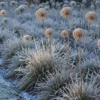 How to Grow Winter Allium Plants for Dramatic Structure