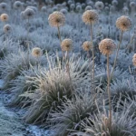 How to Grow Winter Allium Plants for Dramatic Structure