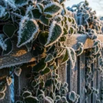 How to Grow Winter-Resistant Climbers That Survive Harsh Frost